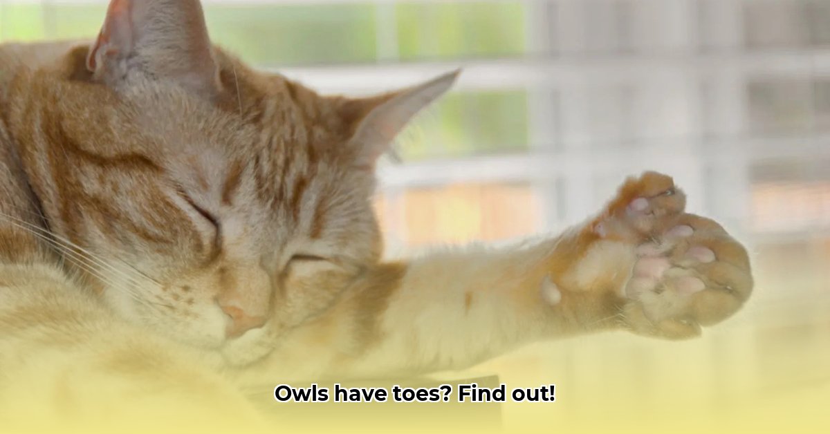 hoeveel-tenen-heeft-een-uil